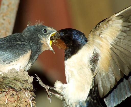 Swallow 8K008D-14.JPG